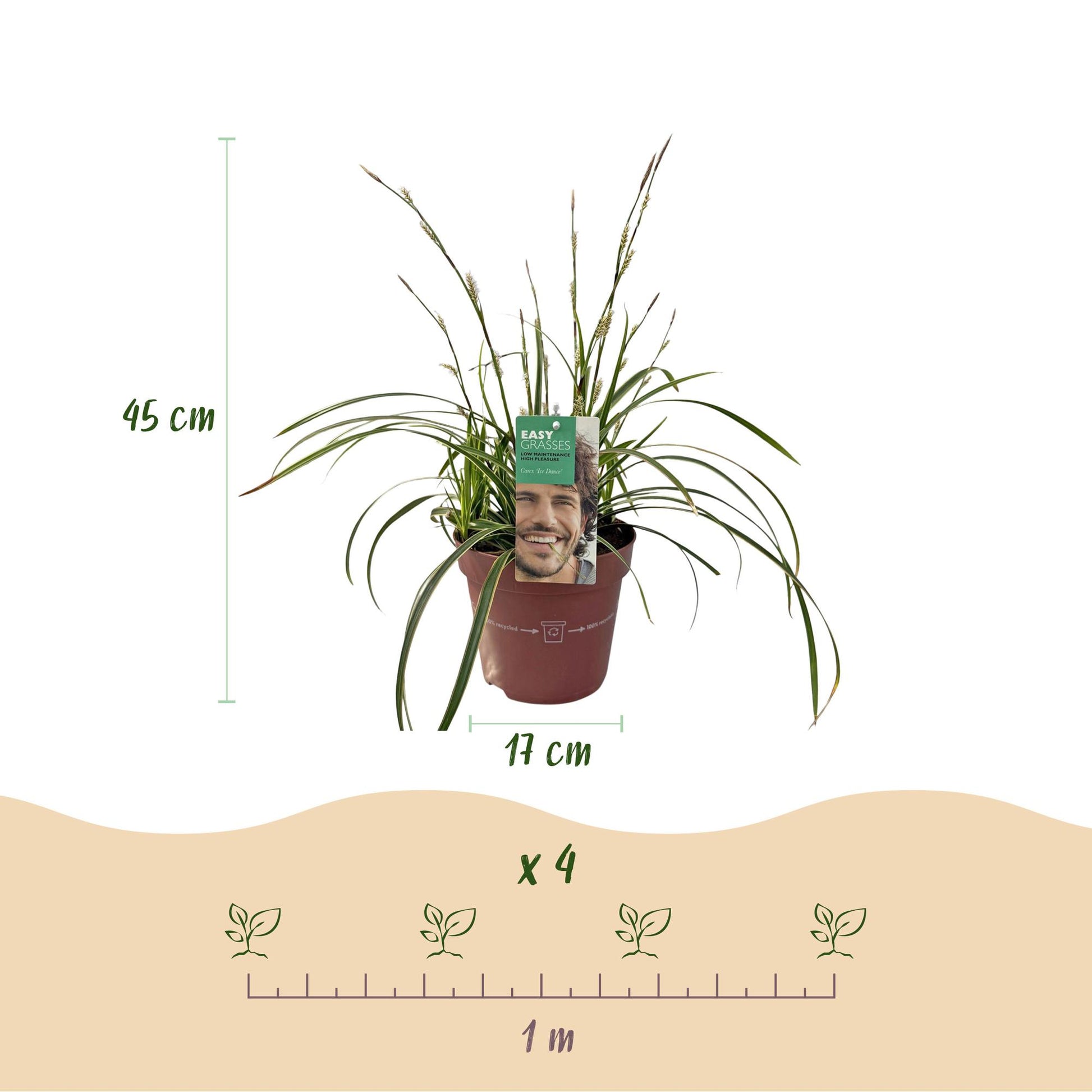 Carex morrowii Ice Dance en pot de 17cm et 45cm de haut, avec indication d'espacement de 1m pour 4 plants.