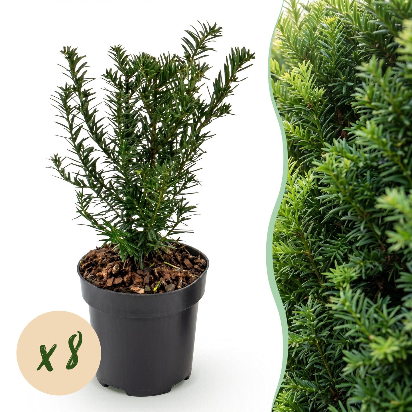 If toxique (Taxus baccata) en pot avec une pastille indiquant "x8" pour un lot, accompagné d'un gros plan du feuillage persistant.