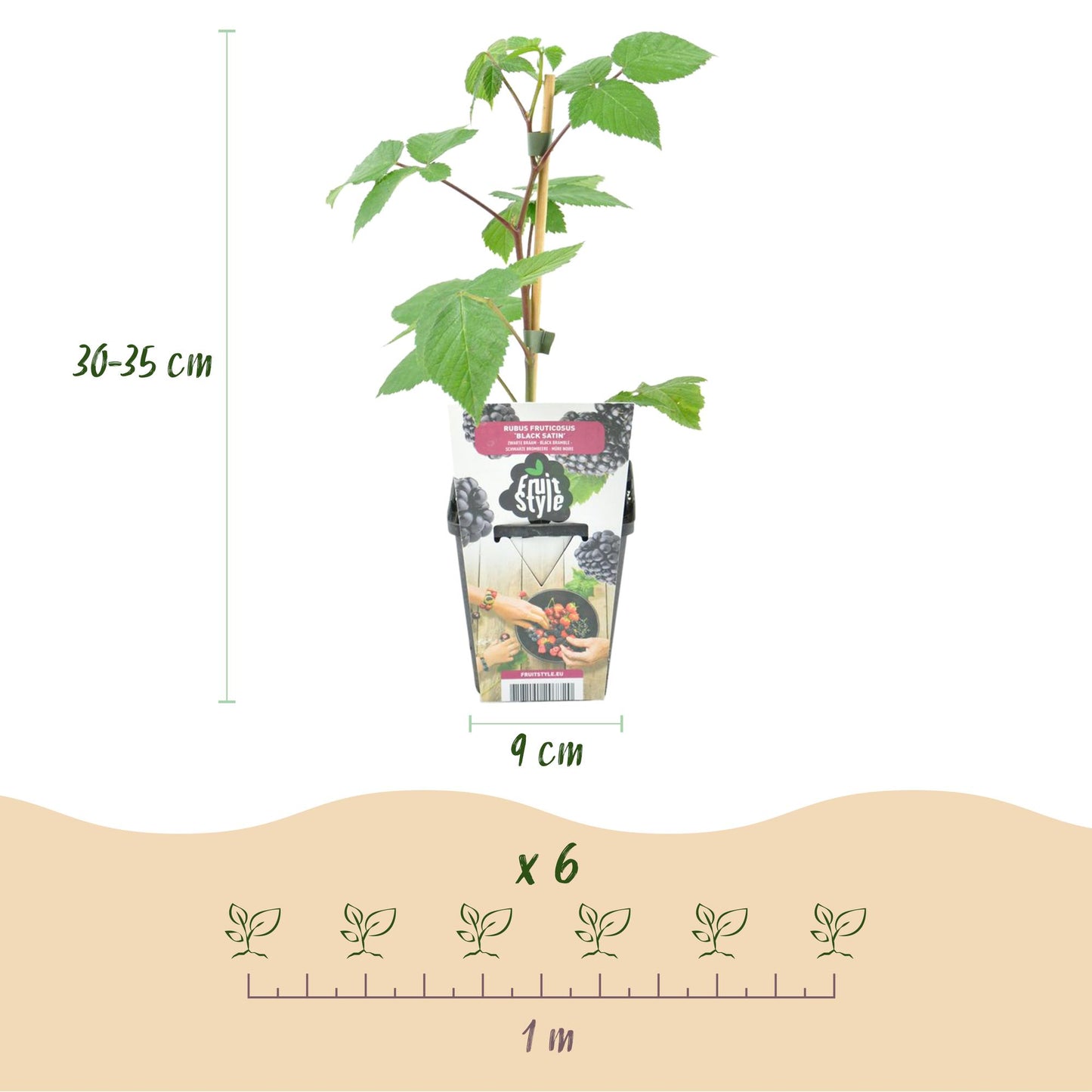 Ronce Rubus Black Satin : infographie montrant un plant de 30-35 cm en pot de 9 cm et un schéma d'espacement pour 6 plants sur 1 mètre.