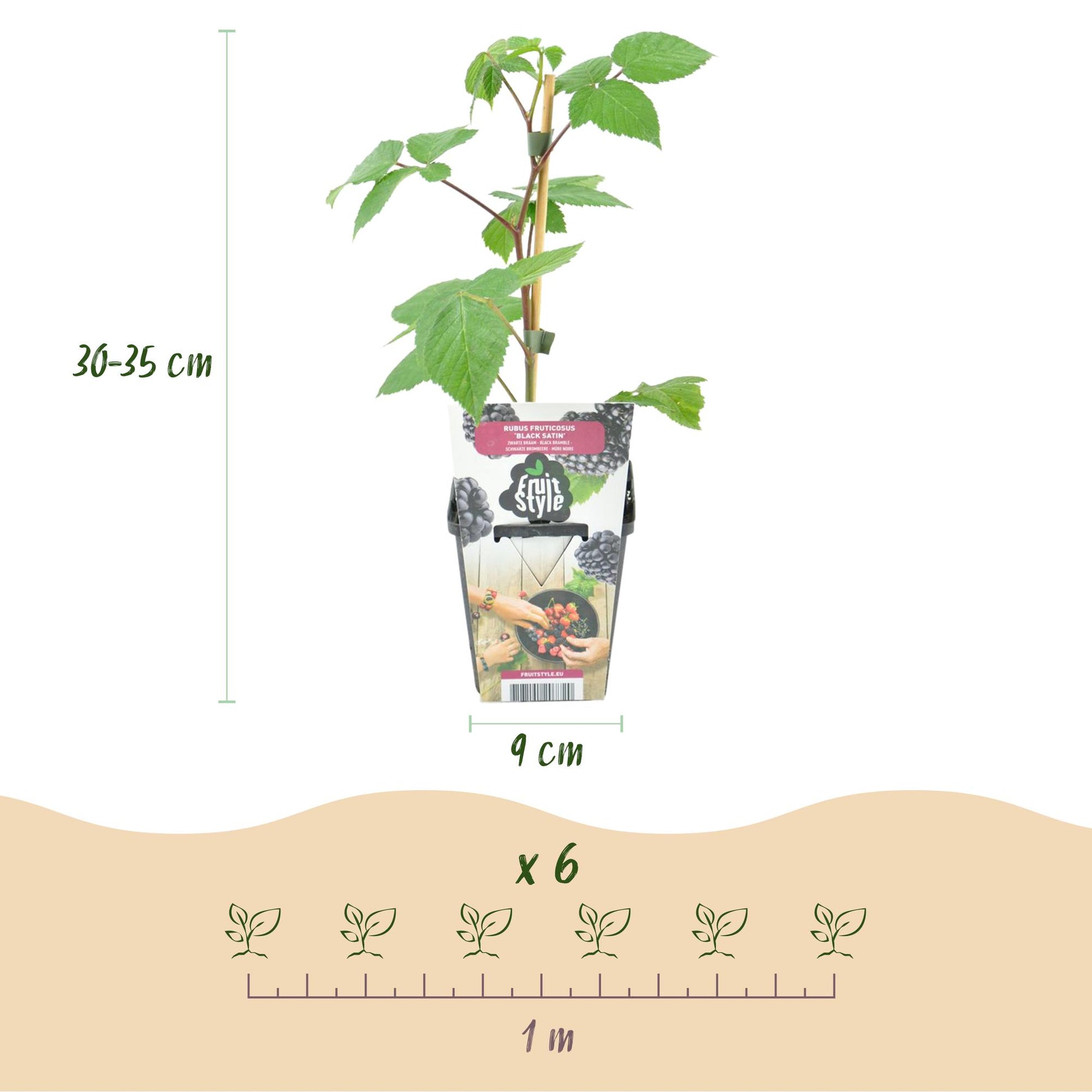 Ronce Rubus Black Satin : infographie montrant un plant de 30-35 cm en pot de 9 cm et un schéma d'espacement pour 6 plants sur 1 mètre.