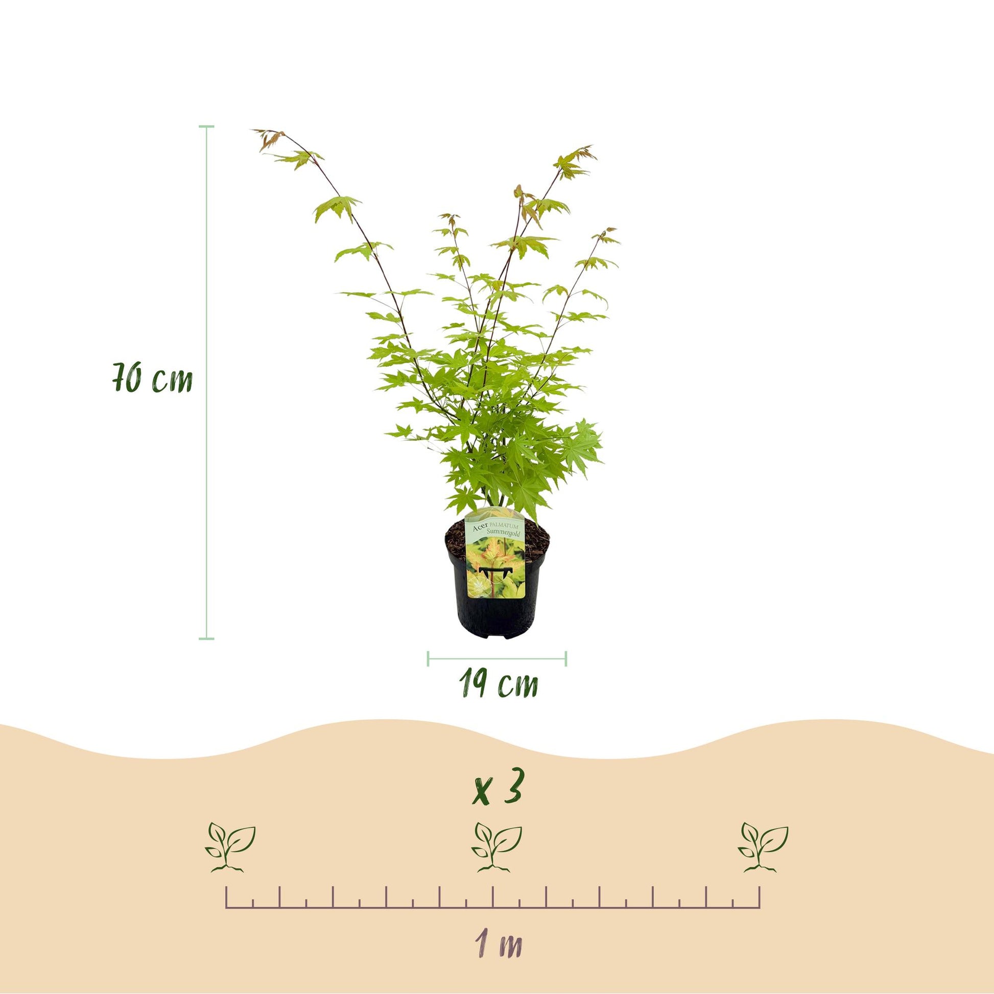 Érable japonais Acer palmatum Summergold en pot de 19 cm, hauteur 70 cm, avec un schéma montrant une plantation de 3 plants tous les mètres.