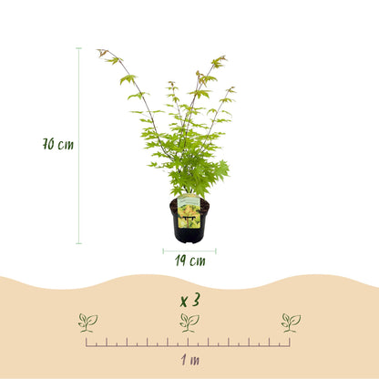 Érable japonais Acer palmatum Summergold en pot de 19 cm, hauteur 70 cm, avec un schéma montrant une plantation de 3 plants tous les mètres.