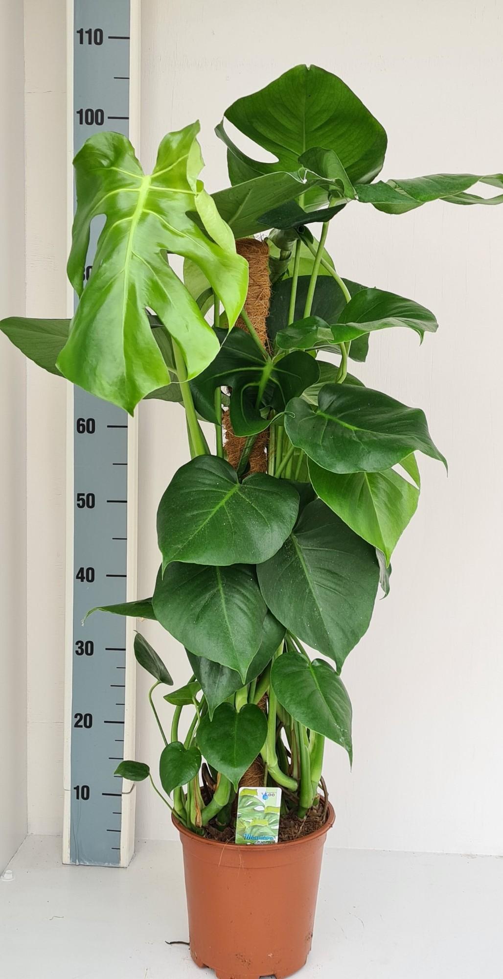 Monstera deliciosa en pot de 19 cm, hauteur 80 cm, photographié sur fond blanc