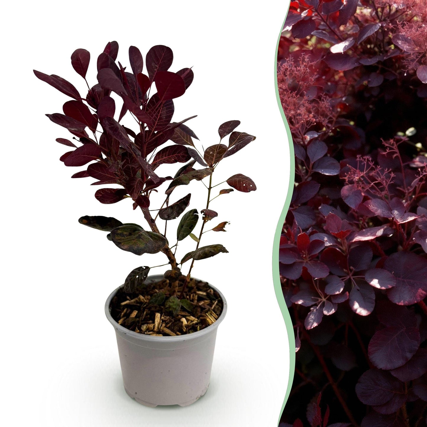 Cotinus coggyria Lilla en pot, avec sur la droite une haie de Cotinus coggyria Lilla adulte au feuillage violet.