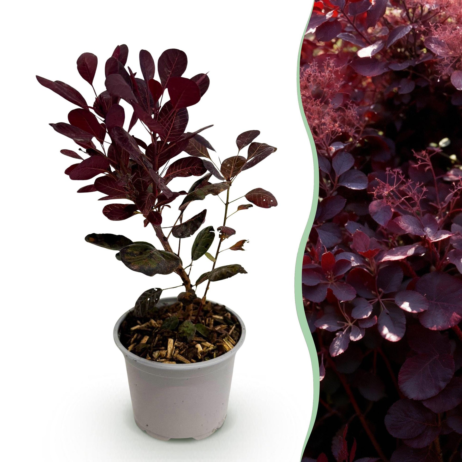 Cotinus coggyria Lilla en pot, avec sur la droite une haie de Cotinus coggyria Lilla adulte au feuillage violet.