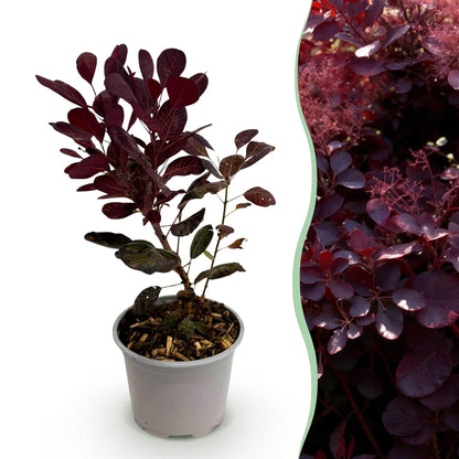 Cotinus coggyria Lilla en pot, avec sur la droite une haie de Cotinus coggyria Lilla adulte au feuillage violet.