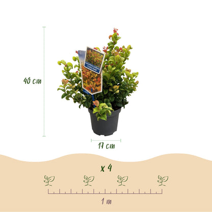 Leucothoe Curly Gold : dimensions du plant (40 cm hauteur, pot 17 cm) et espacement de plantation recommandé (x4 pour 1 mètre).