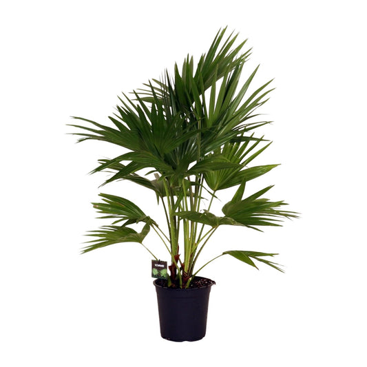 Livistona chinensis en pot de 24 cm, hauteur 100 cm, photographié sur fond blanc