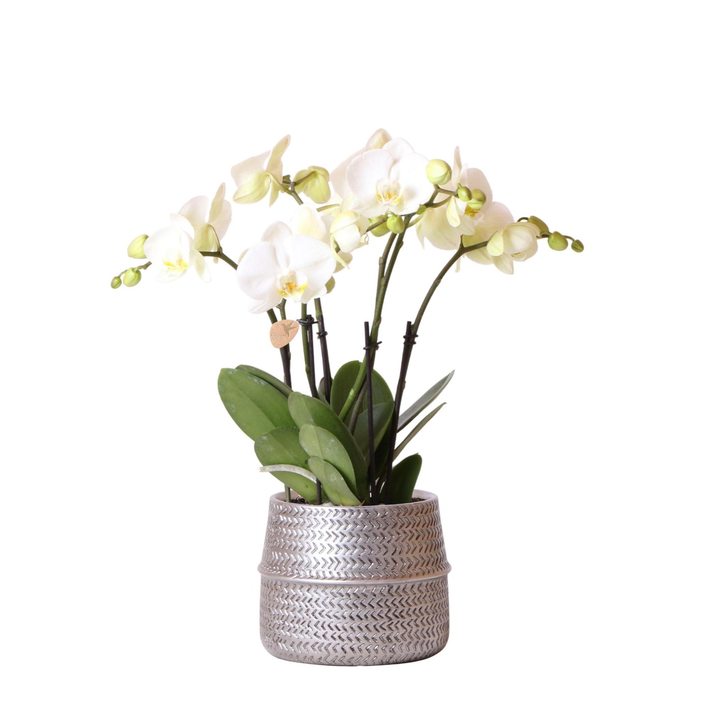 Orchidée Phalaenopsis blanche avec cache-pot Rainuré argenté