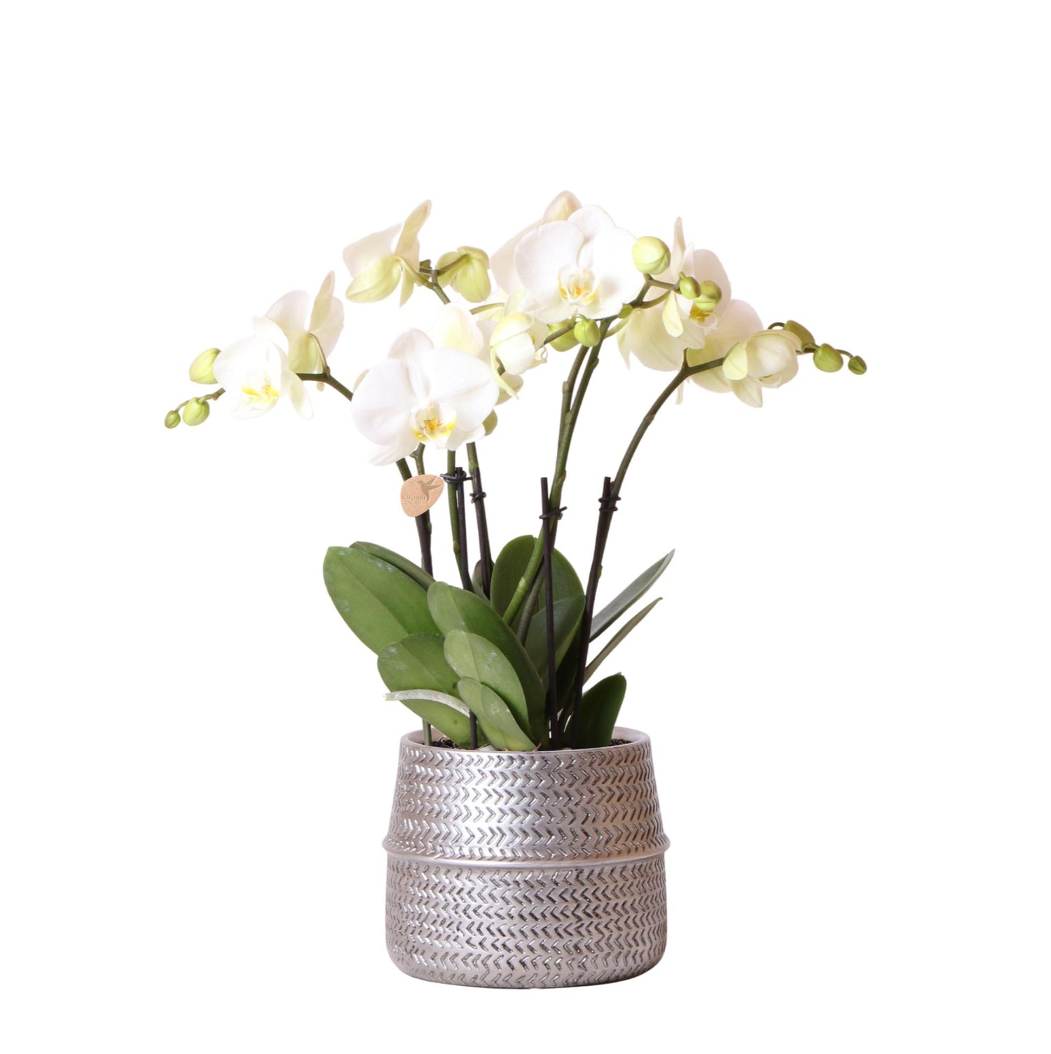 Orchidée Phalaenopsis blanche avec cache-pot Rainuré argenté