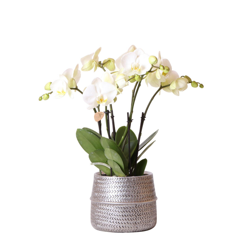 Orchidée Phalaenopsis blanche (Phalaenopsis) - Pot 12 cm