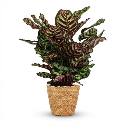 Plante d'intérieur - Plante Paon - Calathea Makoyana - Vert - Entretien facile - 1 Plante - avec Panier - Pot 19cm - Hauteur 70cm