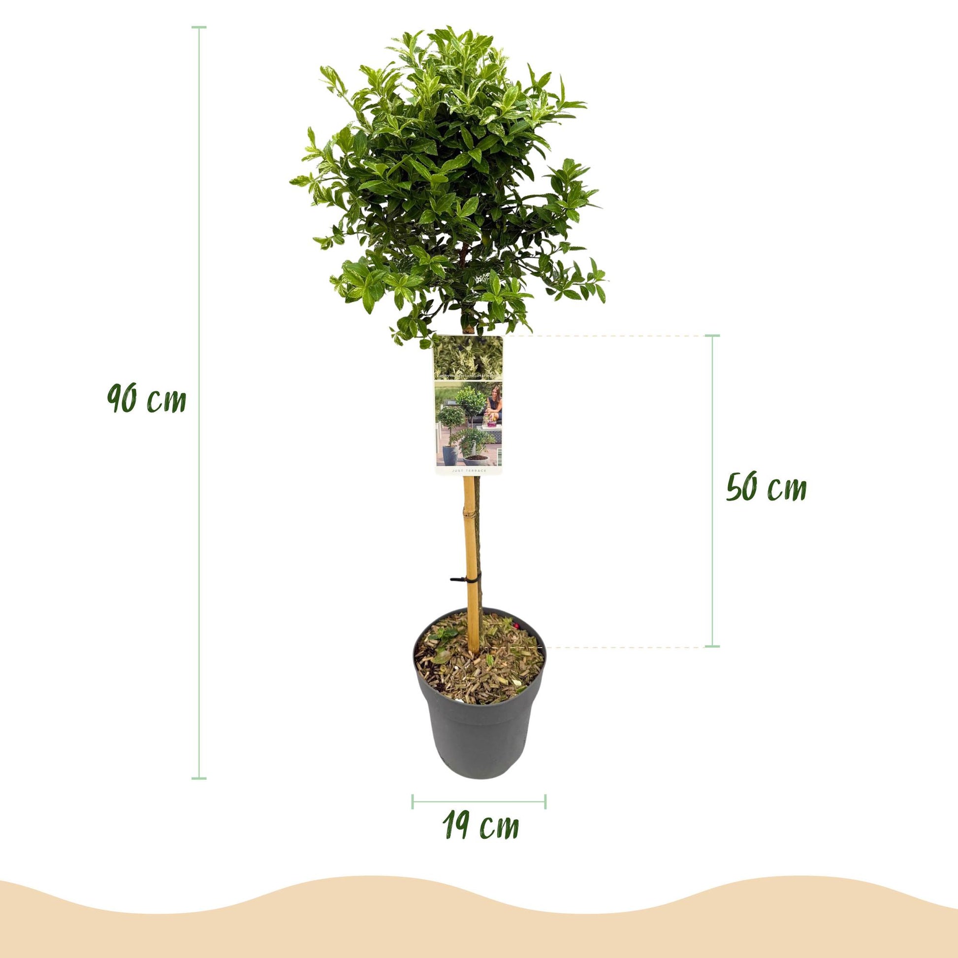 Euonymus fortunei Harlequin sur tige. Schéma avec flèches indiquant une hauteur totale de 90 cm et un pot de 19 cm de diamètre.