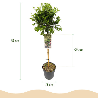 Euonymus fortunei Harlequin sur tige. Schéma avec flèches indiquant une hauteur totale de 90 cm et un pot de 19 cm de diamètre.