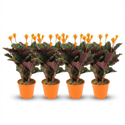 Quatre magnifiques Calathea Crocata en pot de 14cm, avec leurs feuilles vertes et violettes et leurs étonnantes fleurs oranges vives