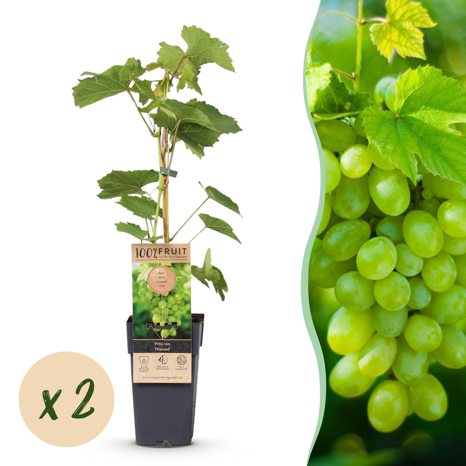Vitis vinifera Himrod : jeune plant de raisin sans graines en pot, avec une grappe de raisins blancs mûrs et une pastille 'x2' indiquant la 
