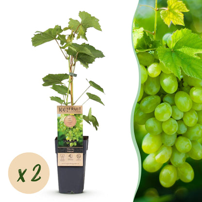 Vitis vinifera Himrod : jeune plant de raisin sans graines en pot, avec une grappe de raisins blancs mûrs et une pastille 'x2' indiquant la 