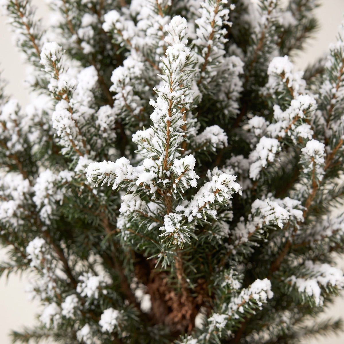 Gros plan sur les aiguilles : Épicéa 'Conica' enneigé (Picea glauca 'Conica')