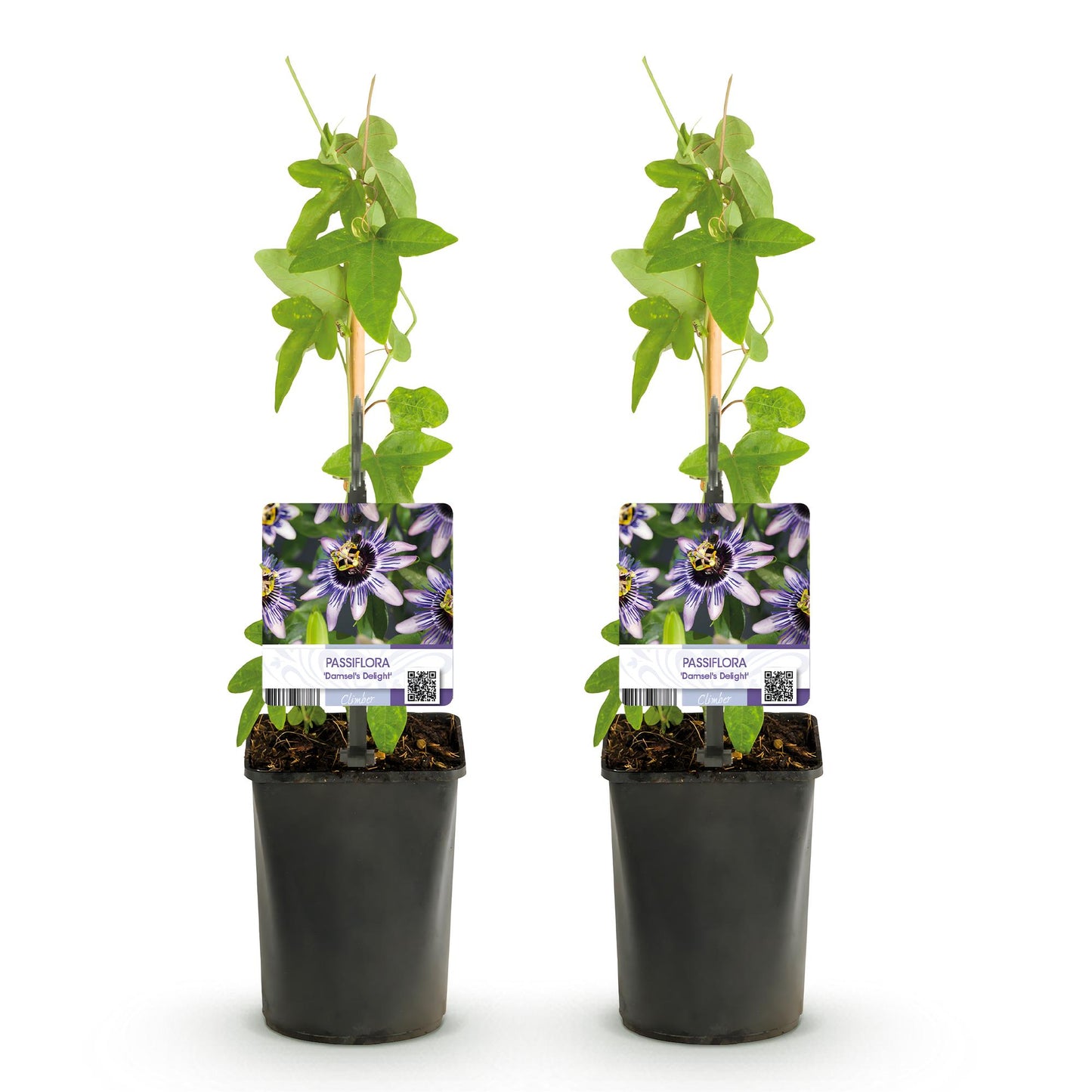 Passiflora Damsels Delight, deux plants en pot de 11cm sur fond blanc, avec des feuilles vertes et des étiquettes affichant ses fleurs viole