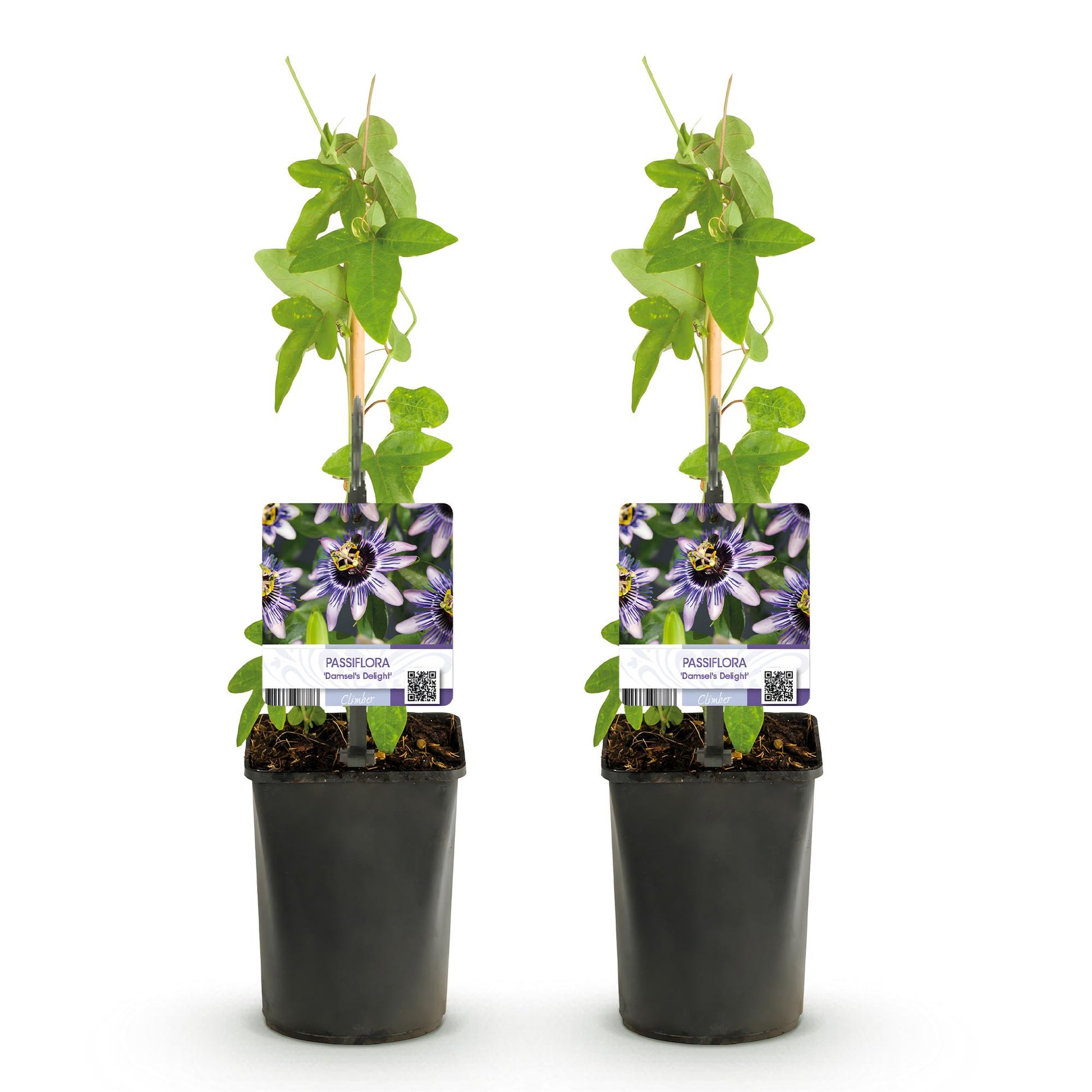 Passiflora Damsels Delight, deux plants en pot de 11cm sur fond blanc, avec des feuilles vertes et des étiquettes affichant ses fleurs viole
