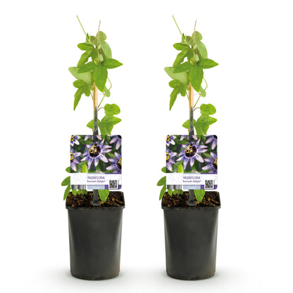 Passiflora Damsels Delight, deux plants en pot de 11cm sur fond blanc, avec des feuilles vertes et des étiquettes affichant ses fleurs viole