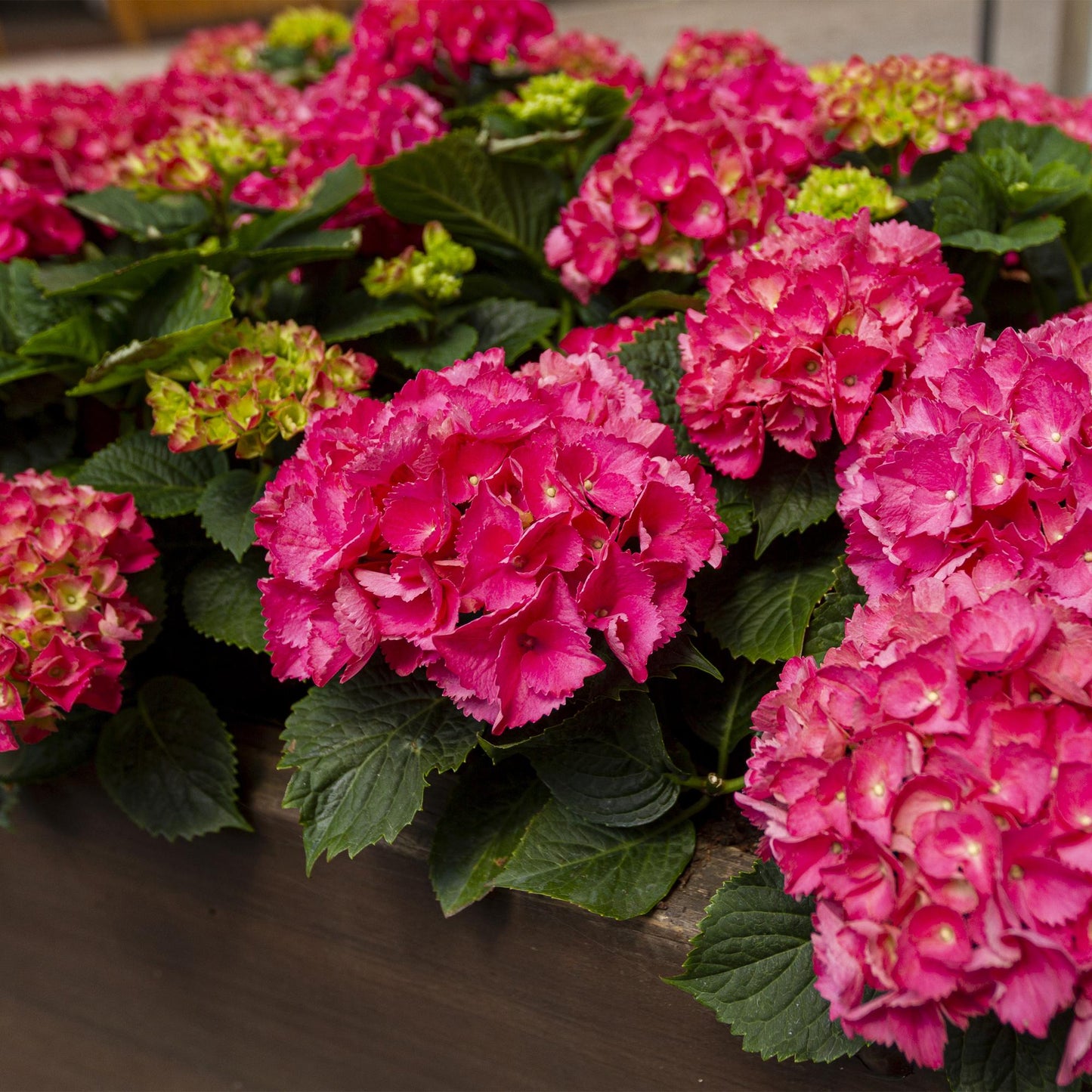 Hortensia de jardin (Hydrangea macrophylla), arbuste fleuri rustique, Pot 17 cm, Hauteur 30 cm