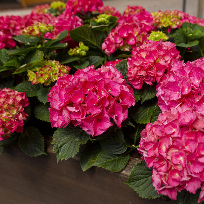 Hortensia de jardin (Hydrangea macrophylla), arbuste fleuri rustique, Pot 17 cm, Hauteur 30 cm