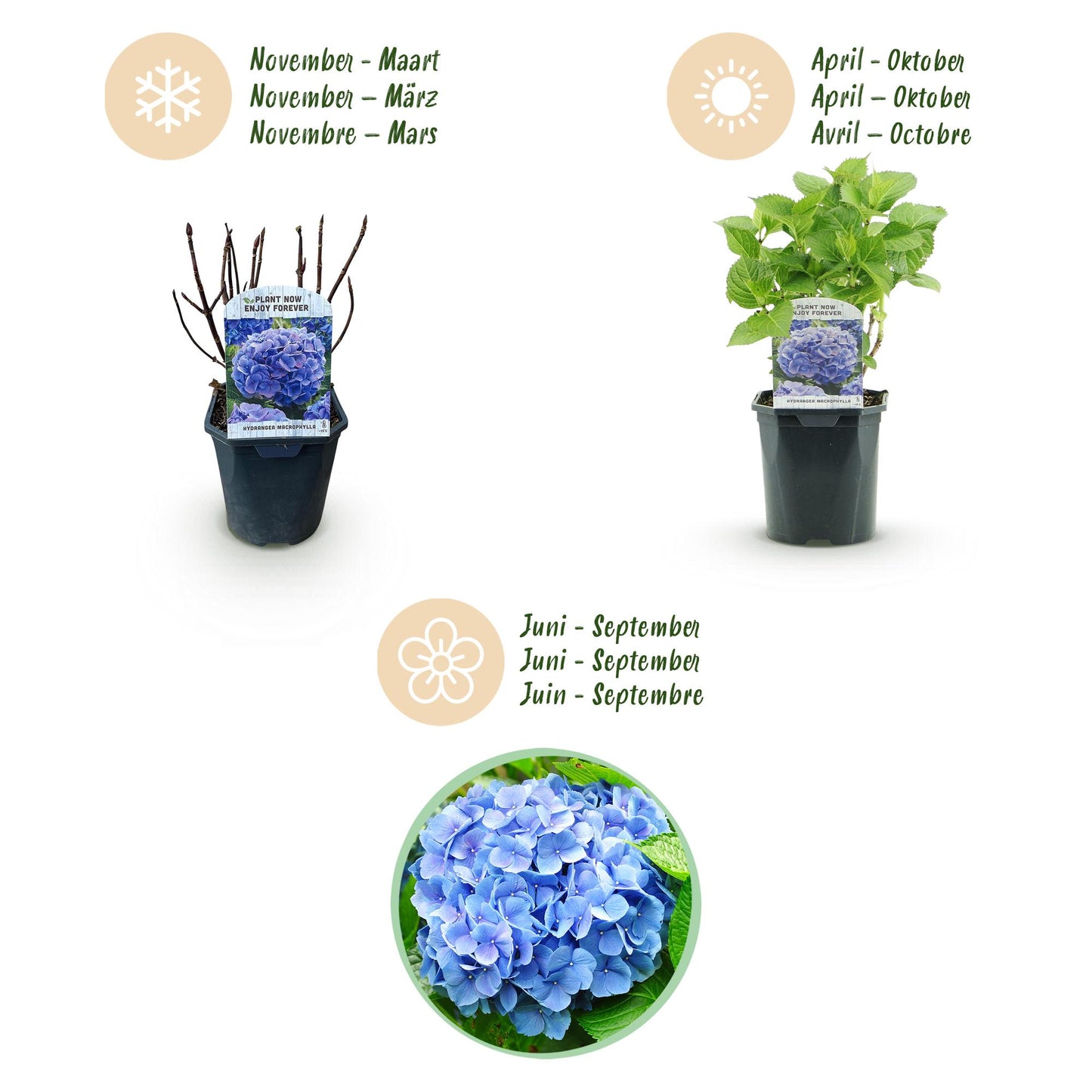 Hortensia de jardin (Hydrangea macrophylla), arbuste fleuri rustique, Pot 17 cm, Hauteur 30 cm
