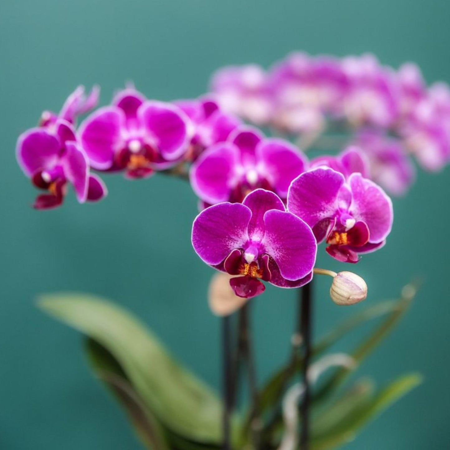 Orchidée Phalaenopsis violette en pot