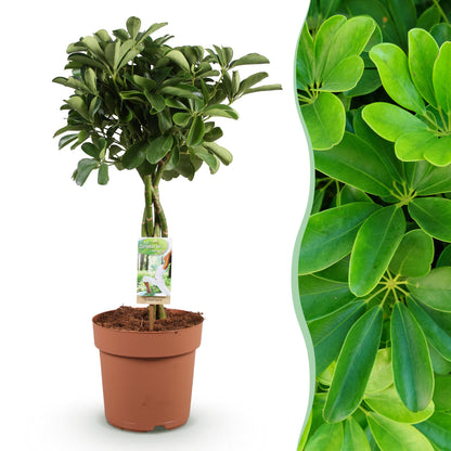 Plantes d'intérieur - Schefflera Nora - Arbre à doigts - Peu d'entretien - Vert - 1 Plante - Pot 21cm - Hauteur 70-82cm