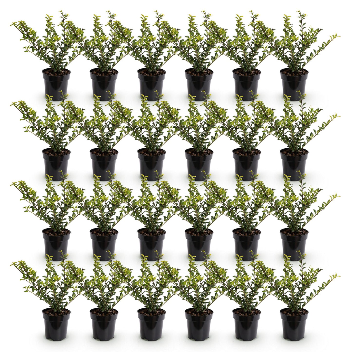 Ilex crenata Golden Gem : Lot de jeunes plants de Houx Japonais, feuillage vert-doré, en pots noirs alignés sur fond blanc uni.