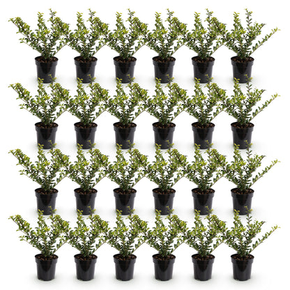 Ilex crenata Golden Gem : Lot de jeunes plants de Houx Japonais, feuillage vert-doré, en pots noirs alignés sur fond blanc uni.