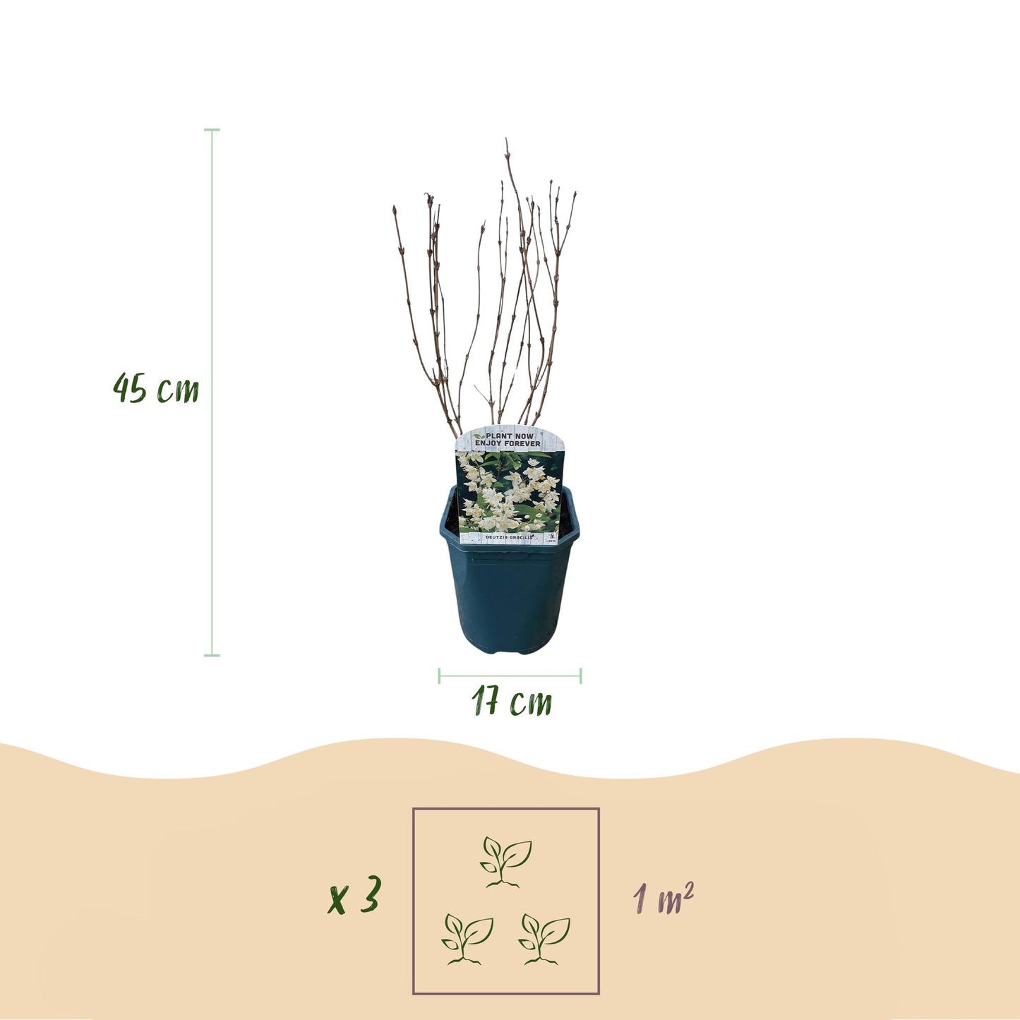 Deutzia Gracilis : dimensions d'un plant en pot (45 cm de hauteur, pot de 17 cm) et recommandation de plantation (3 plants par m²).