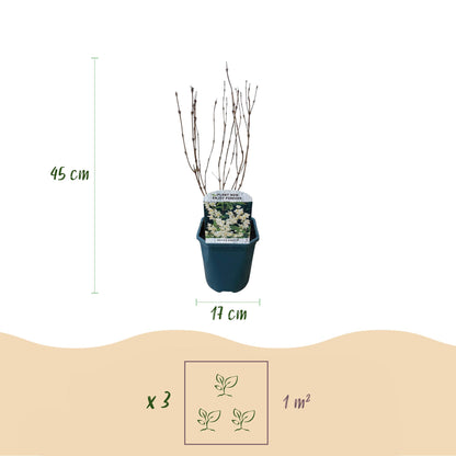 Deutzia Gracilis : dimensions d'un plant en pot (45 cm de hauteur, pot de 17 cm) et recommandation de plantation (3 plants par m²).