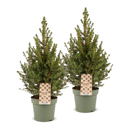 Épicéa de l'Alberta 'Conica' lot de 2 sapins en pot de 17 cm