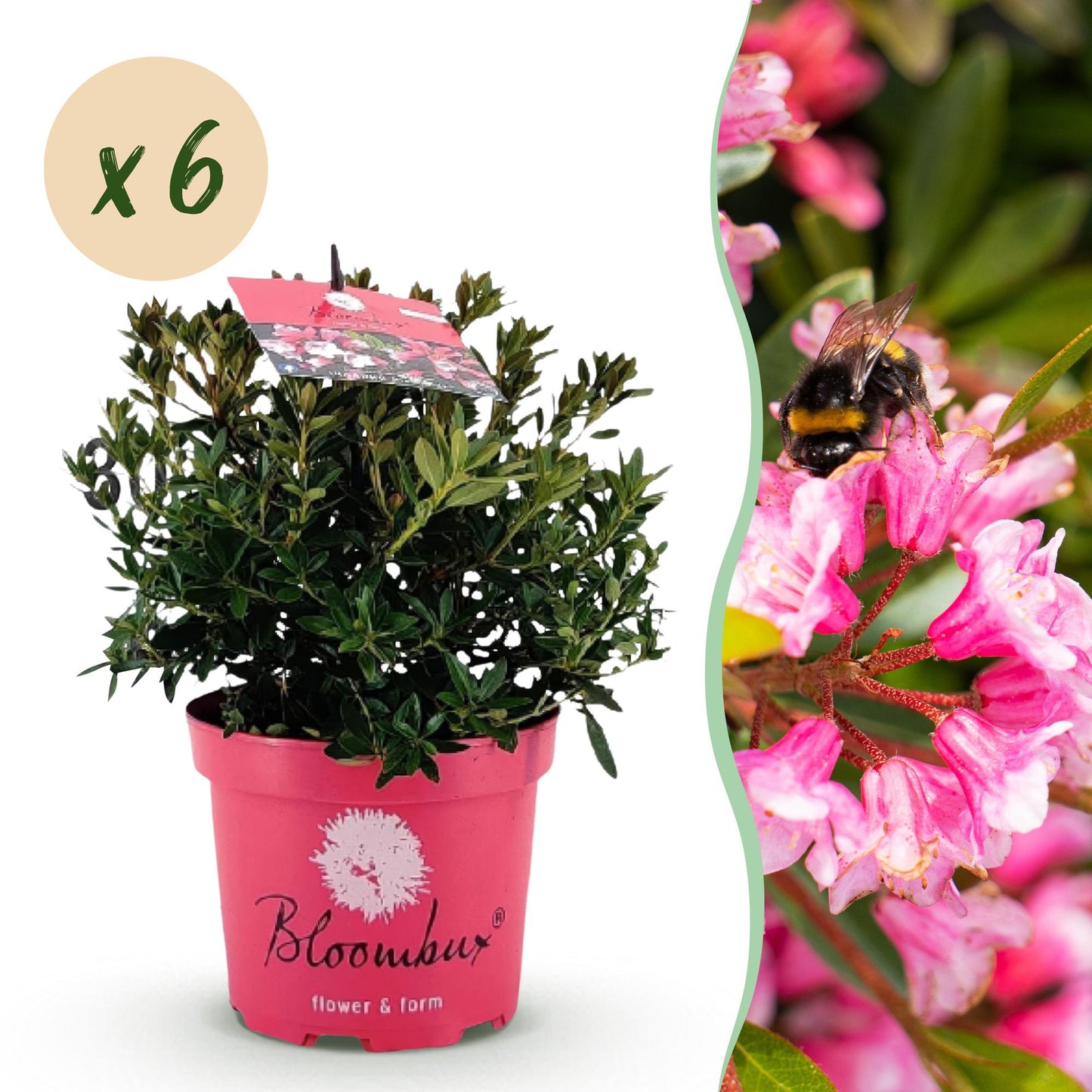 Rhododendron Bloombux Rose Clair x6 : jeune plant en pot rose avec bulle 'x6' sur fond blanc, à côté d'un gros plan d'abeille butinant des f