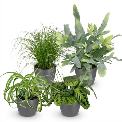 Plante d'intérieur - Chlorophytum - Cyperus - Phlebodium - Marantha - Mix de 4 - Plantes Amicales pour Animaux - Vert - 4 Plantes - avec Pot Gris - Pot 12cm - Hauteur 25cm