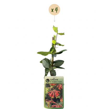Chèvrefeuille écarlate 'Dropmore Scarlet' (Lonicera x brownii) - grimpante persistante