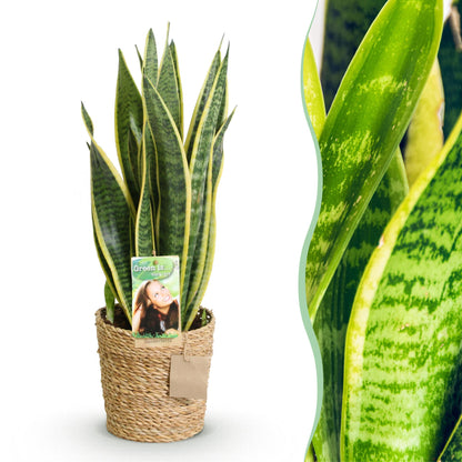 Plantes d'intérieur - Sansevieria Laurentii - Langue de belle-mère - Peu d'entretien - avec panier - Vert - jaune - 1 Plante - Pot 17cm - Hauteur 60-70cm