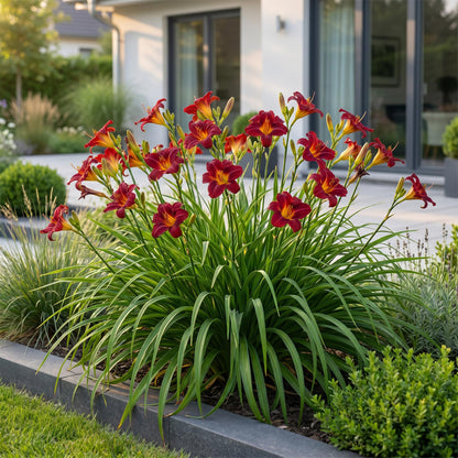 Hémérocalle 'Autumn Red' en fleur dans un jardin moderne, devant une terrasse et une maison lumineuse. Ses fleurs sont rouge bordeaux éclata