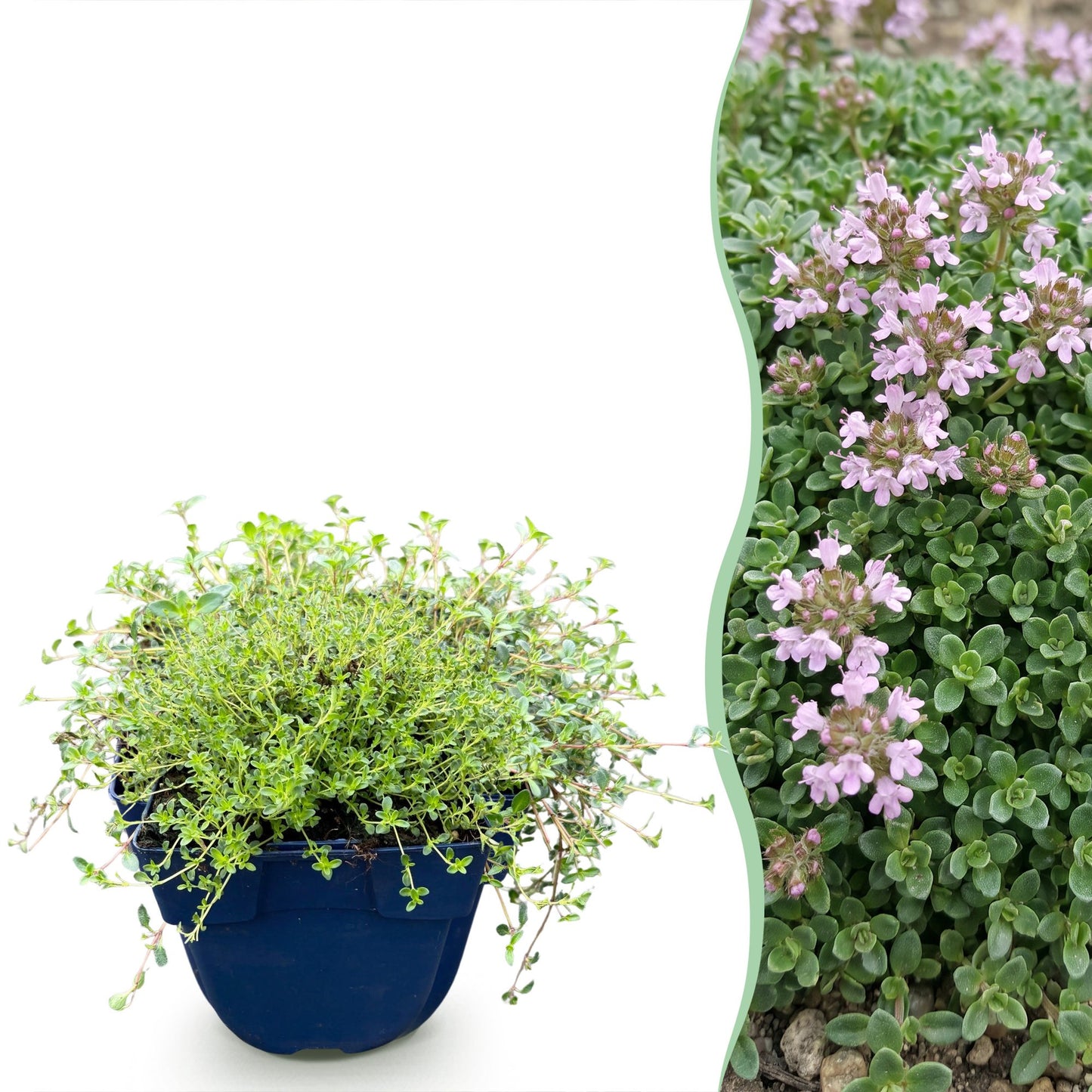 Thymus praecox Minor, thym de montagne en pot bleu sur fond blanc, juxtaposé à un massif de thym fleuri de petites fleurs roses.
