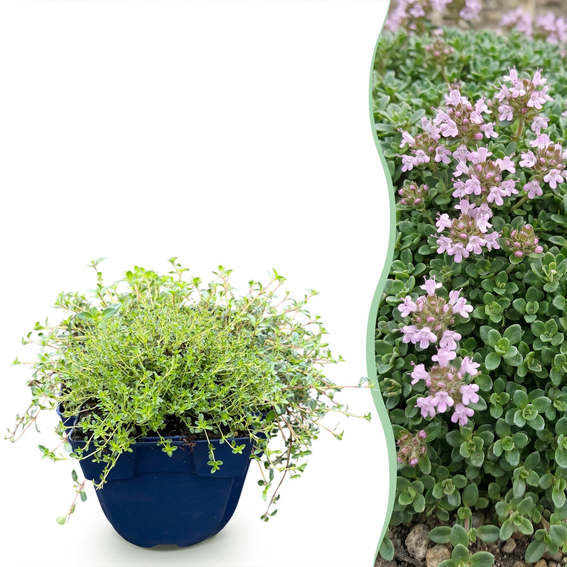 Thymus praecox Minor, thym de montagne en pot bleu sur fond blanc, juxtaposé à un massif de thym fleuri de petites fleurs roses.