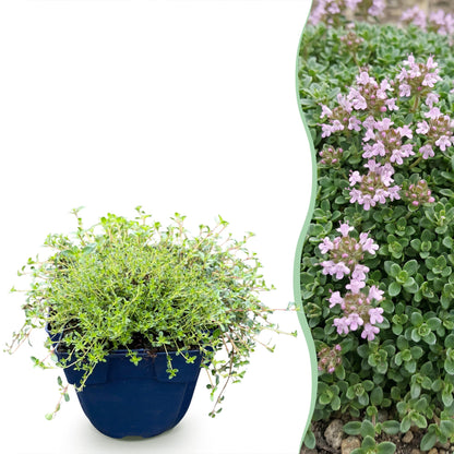 Thymus praecox Minor, thym de montagne en pot bleu sur fond blanc, juxtaposé à un massif de thym fleuri de petites fleurs roses.