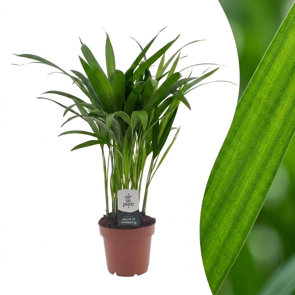 Areca Lutescens - Palmier Areca - Pot de 12cm - 1 plante - Sans cache-pot
