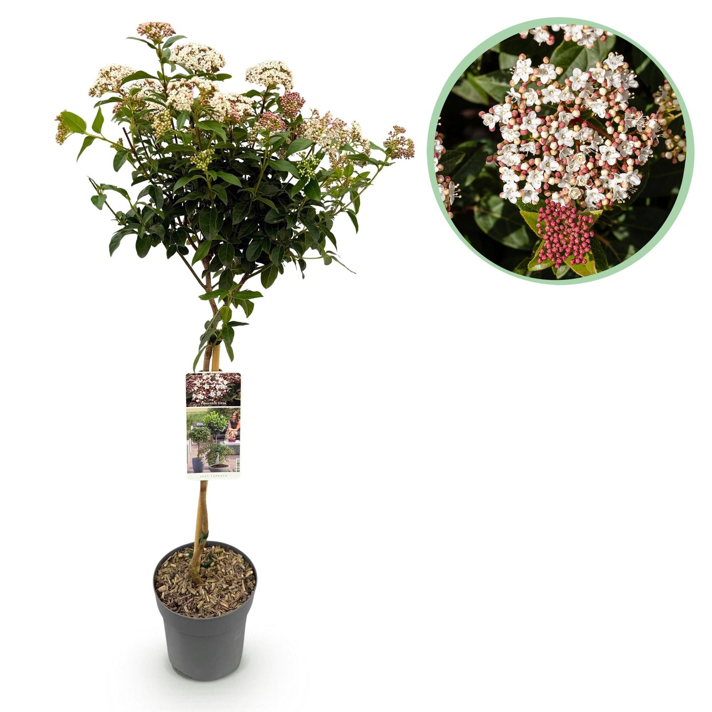 Viburnum tinus, arbuste sur tige, en pot de 19 cm et de 90 cm de haut, avec ses fleurs blanches et roses, et ses bourgeons rouges.