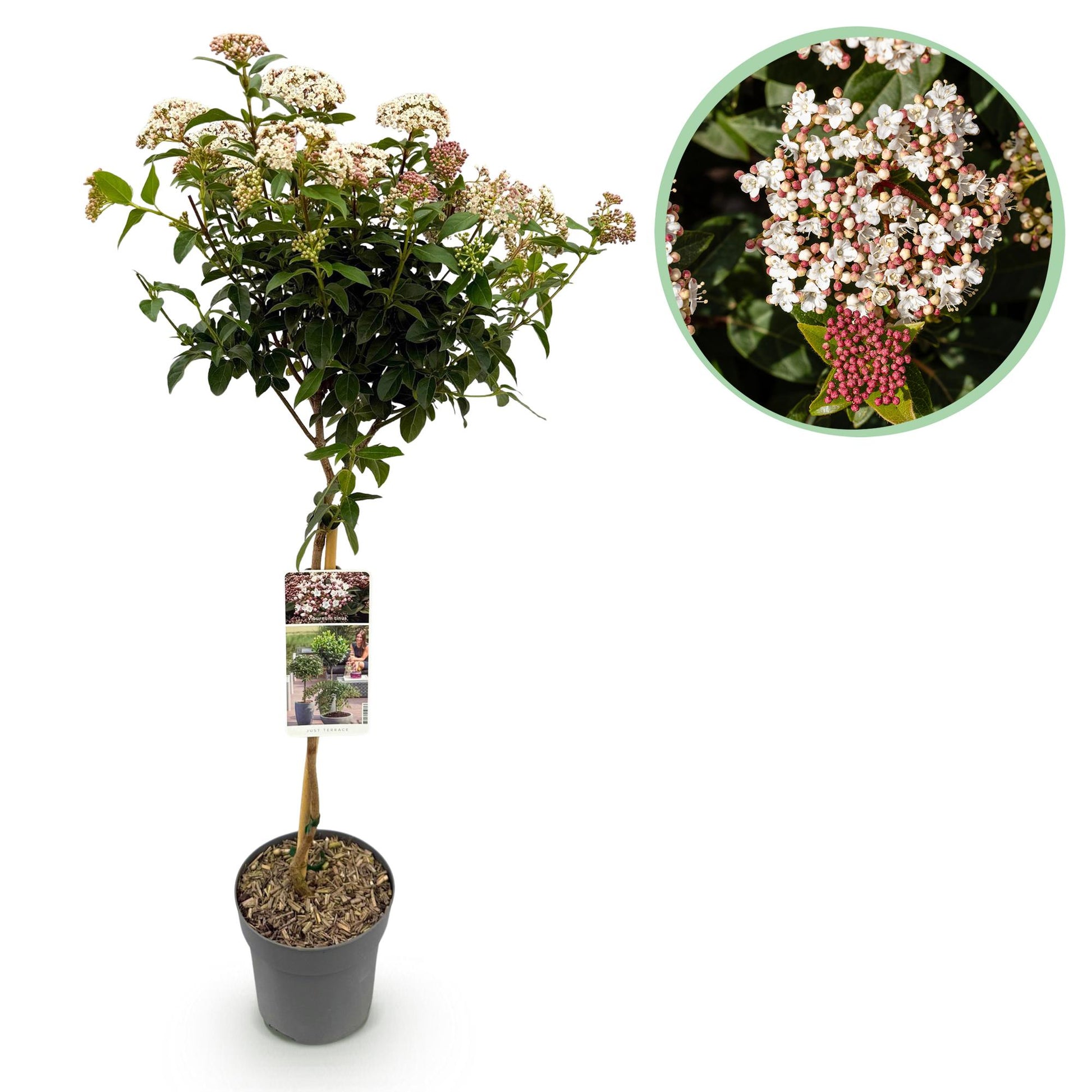 Viburnum tinus, arbuste sur tige, en pot de 19 cm et de 90 cm de haut, avec ses fleurs blanches et roses, et ses bourgeons rouges.