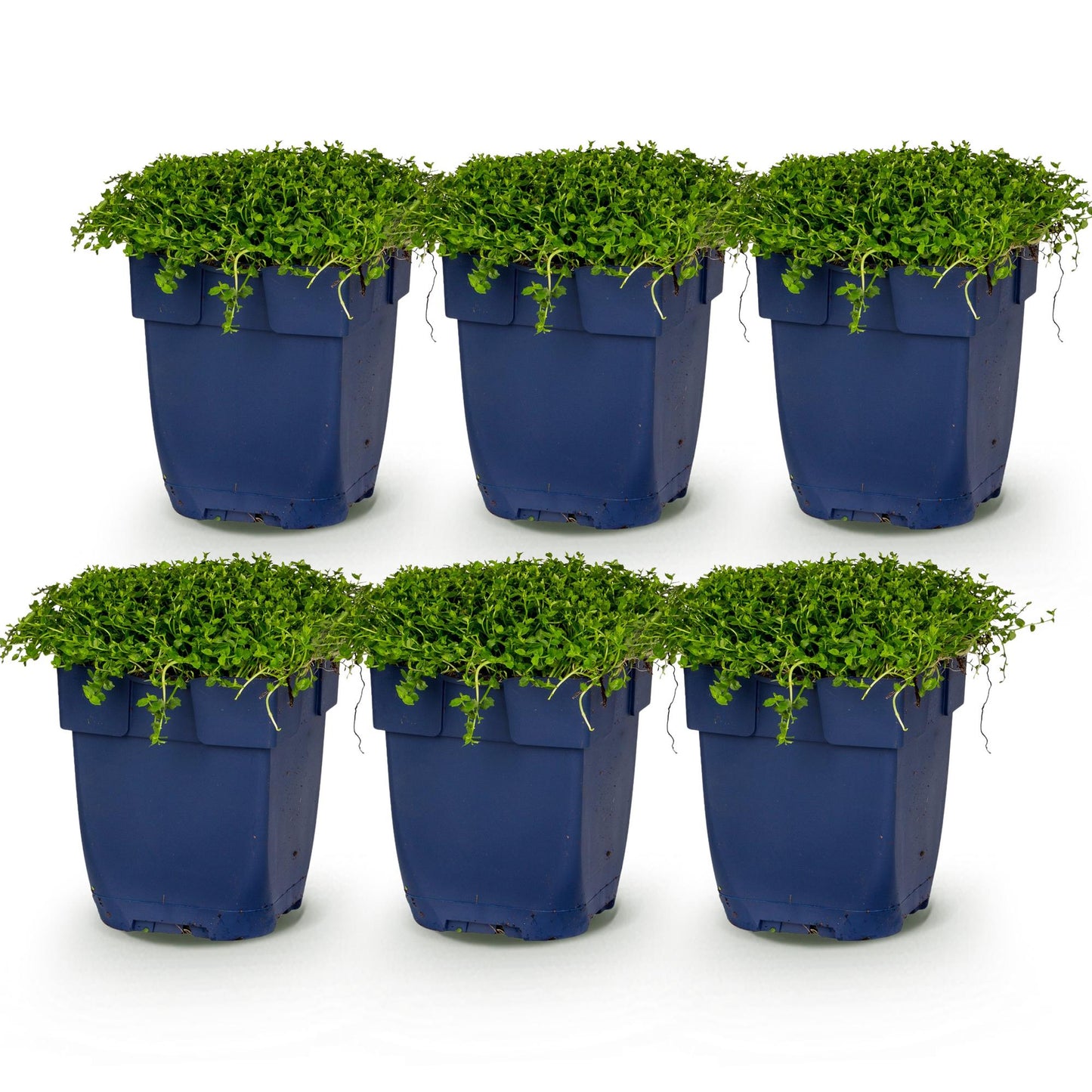 Isotoma fluviatilis. Lot de 6 plants en pot de 11cm, croissance basse et dense, idéal pour rocaille ou couvre-sol, sur fond blanc.