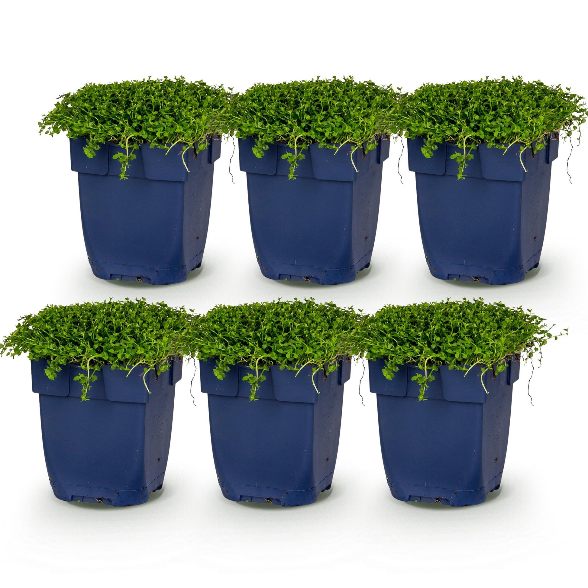 Isotoma fluviatilis. Lot de 6 plants en pot de 11cm, croissance basse et dense, idéal pour rocaille ou couvre-sol, sur fond blanc.