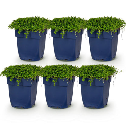 Isotoma fluviatilis. Lot de 6 plants en pot de 11cm, croissance basse et dense, idéal pour rocaille ou couvre-sol, sur fond blanc.