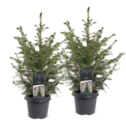 Épicéa de Serbie lot de 2 sapins en pot de 23 cm